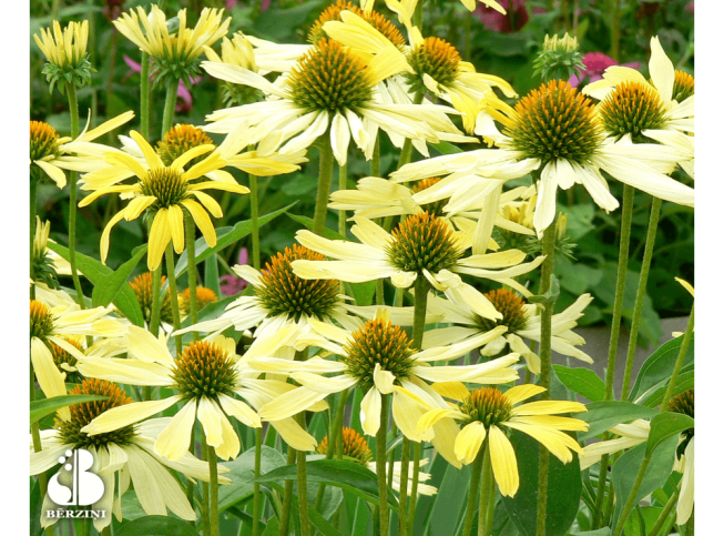 Echinacea   'SunSeekers Tequila Sunrise'